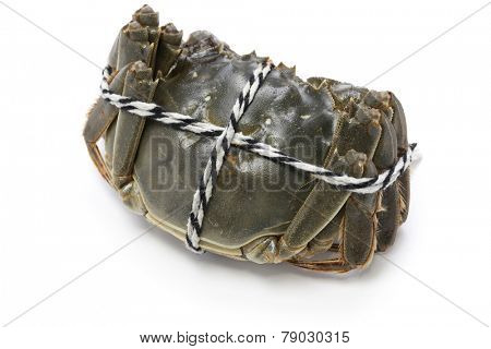 raw shanghai hairy crabs(female) isolated on white background