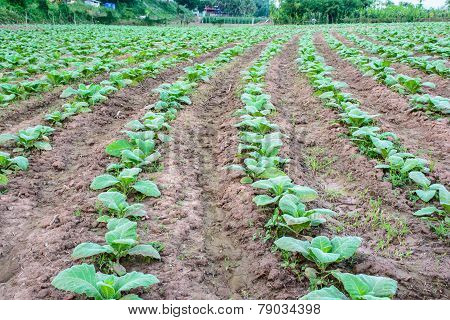 farming