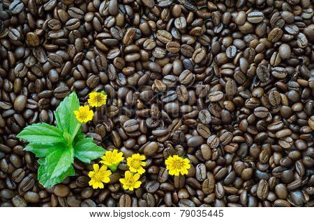 Oasted Coffee Beans Background And Yellow Flower