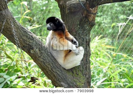 ลีเมอร์ Sifaka ดูรอบ ๆ เขา