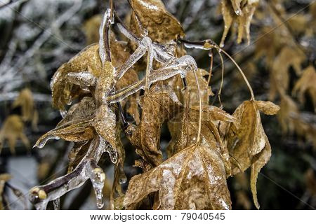 Frozen Leaves