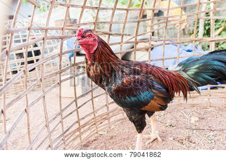 Cockfight in the Coop at Asia Thailand