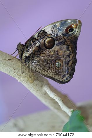 Butterfly Morpho Peleus on a branch