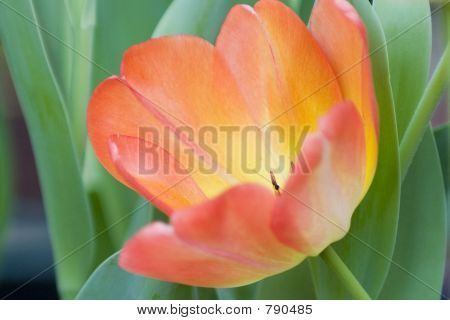 orange Tulip Anad gelb