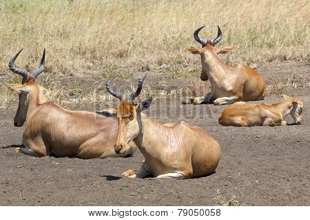 Family Of Hartebeests