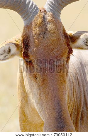 Portrait Of Hartebeest