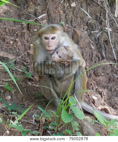 Toque Macaque