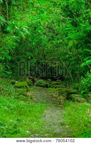 mossy forest in floreana island galapagos