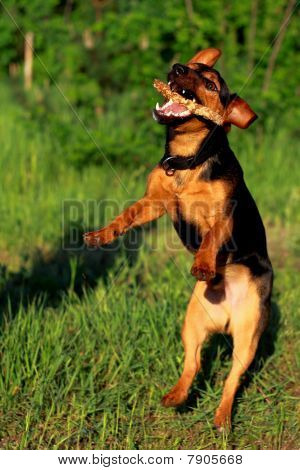 犬