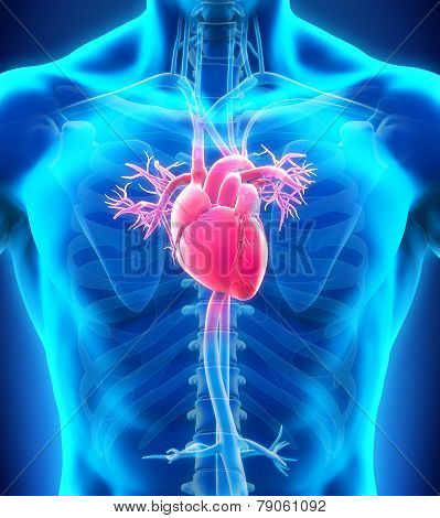 Human Heart Anatomy