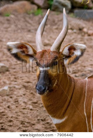 Bongo
