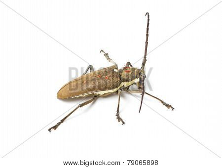 Mango Tree Borer Isolated On White.