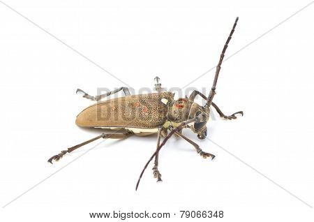 Mango Tree Borer Isolated On White.