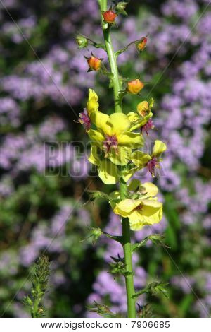 Mal kungsljus Flower