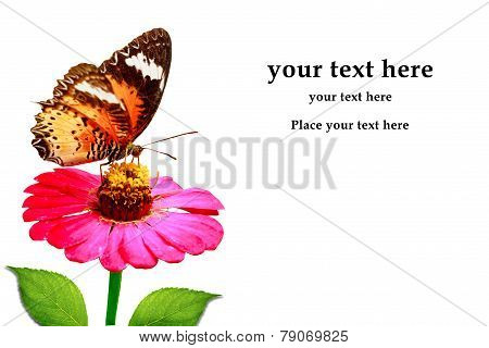 purple flower and butterfly