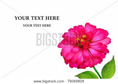 purple zinnia flower
