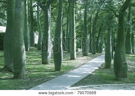 Silk Floss Trees In Valencia