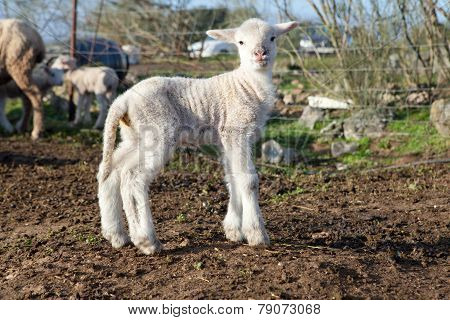 Lamb On Dehesa Landscape