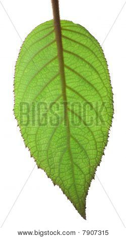 バックライト付きアジサイ Macrophyllum リーフ