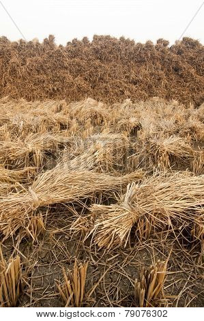 Hay Stack