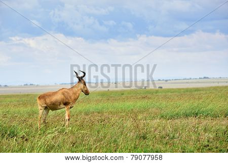 Antelope