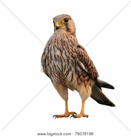 Common Kestrel