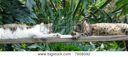 Dos gatos siesta