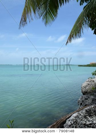 Ocean view med palm