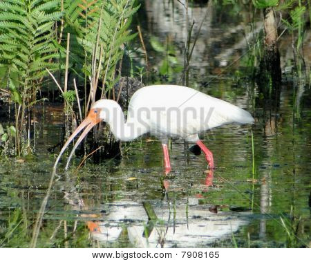 Ibis blanco vadeando