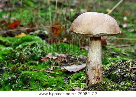Leccinum Scabrum Mushroom