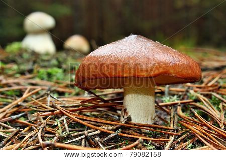 Mushrooms Edible