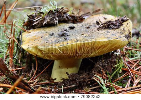 Mushroom Tricholoma Equestre