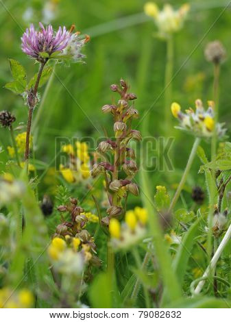 Frog Orchid