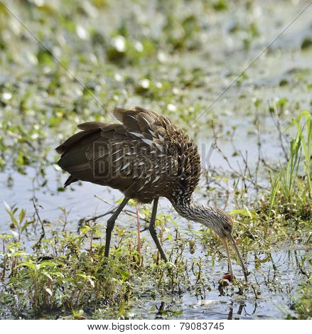 Limpkin Bird Feeding In Florida Swamp