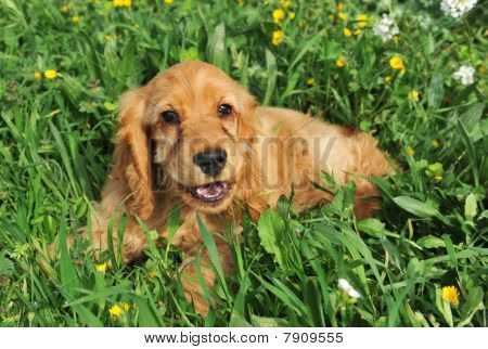 Yavru Cocker Spaniel