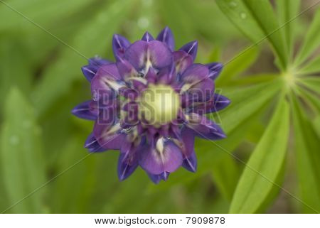 Lupin