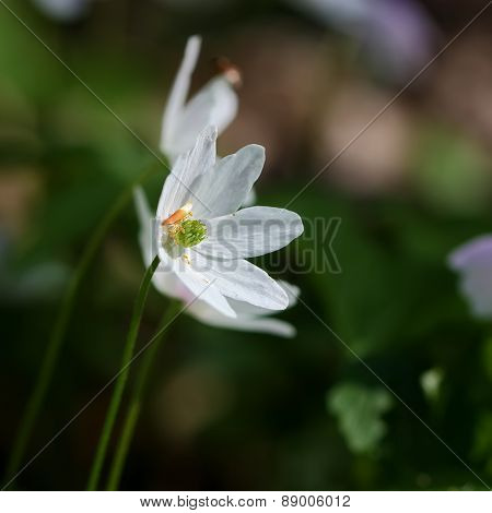 White Forest Flower Close Up