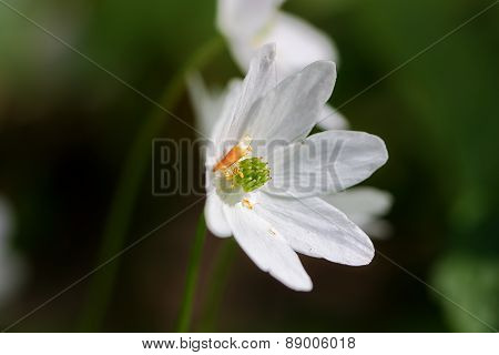 White Forest Flower Close Up