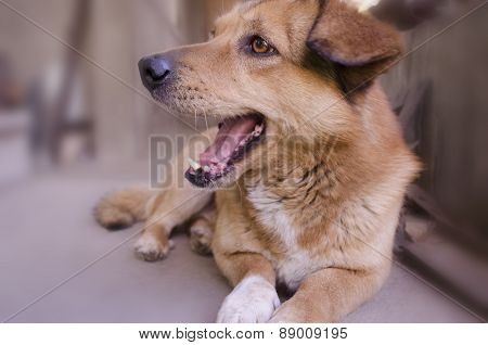 Redhead undersized the dog gleefully opened her maw