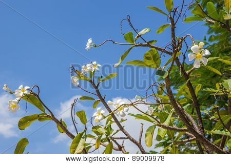 Plumeria or Templetree