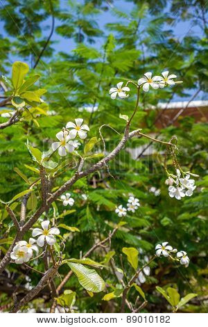 Plumeria or Templetree