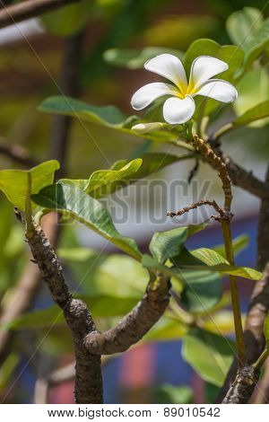 Plumeria or Templetree