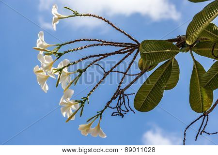 Plumeria or Templetree