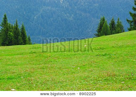 Prairie de montagne