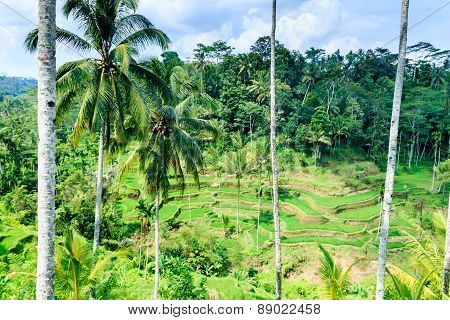 Tegalalang Rice Terraces