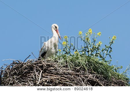 White Stork (ciconia Ciconia) In The Nest