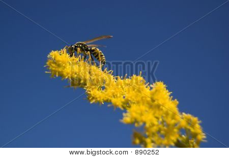 Ape su giallo su blu
