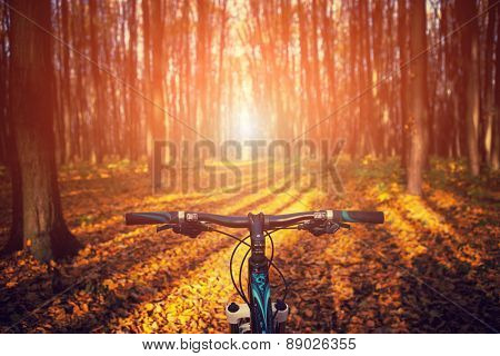 Mountain biking down hill descending fast on bicycle. View from bikers eyes.