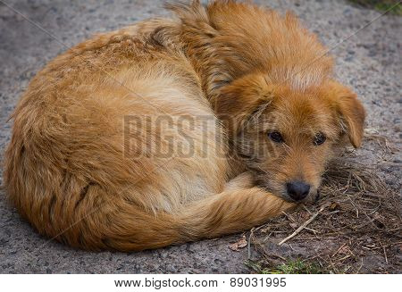 Homeless Red Dog