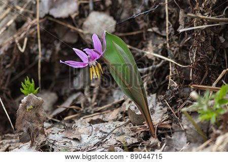 Erythronium Sibiricum
